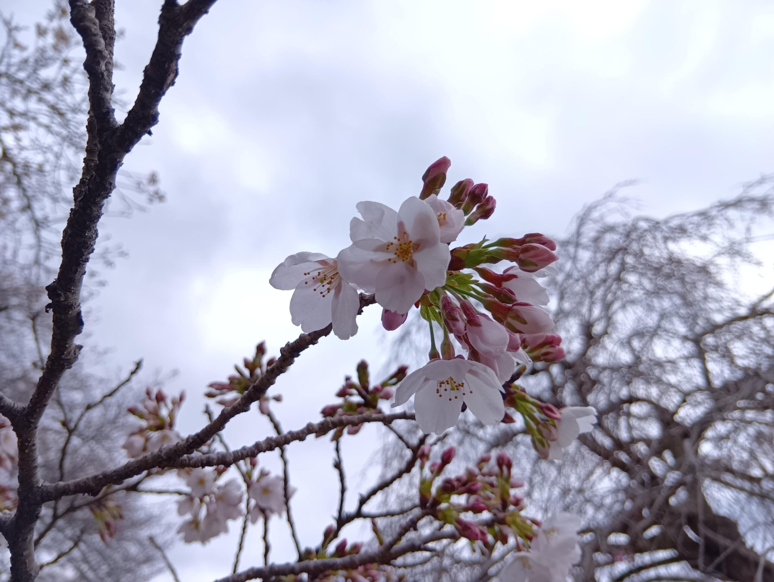 アキモ手作りキムチ教室