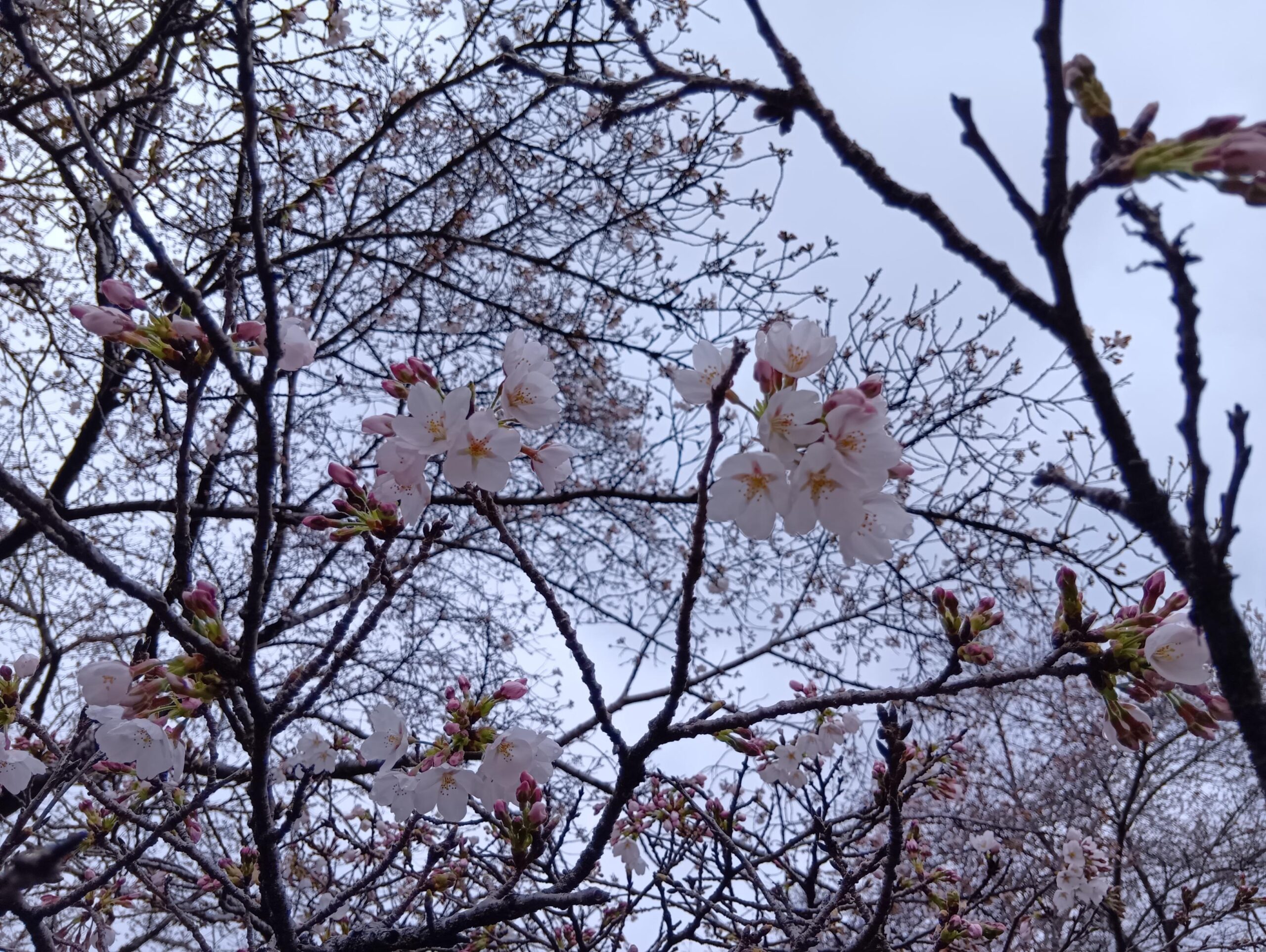 アキモ手作りキムチ教室